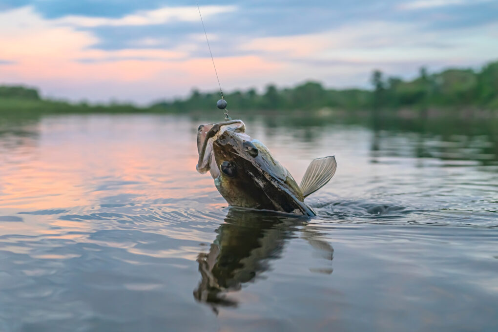 Types of Fish in Ontario’s Cottage Country